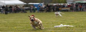 Terrier Lurcher Banner