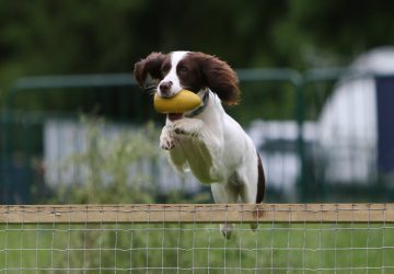 BASC Gundog Results – Kelmarsh Show
