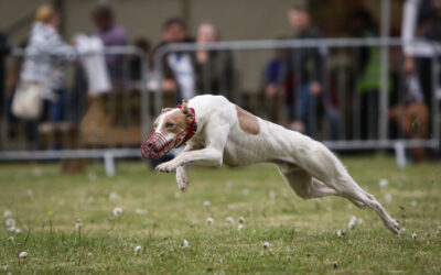 Kelmarsh’s Terrier & Lurcher Events