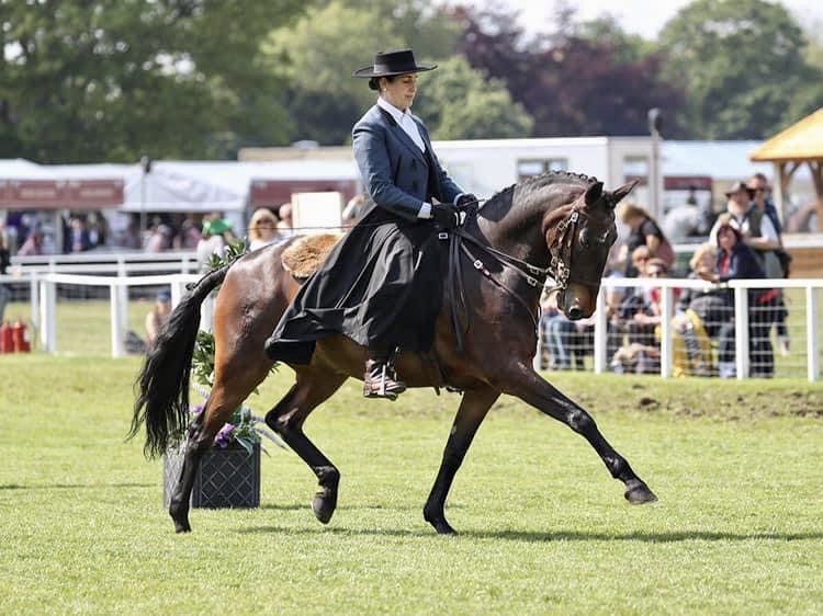 Lusitano Display 7