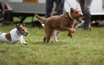 Kelmarsh Show – Terrier & Lurcher Results